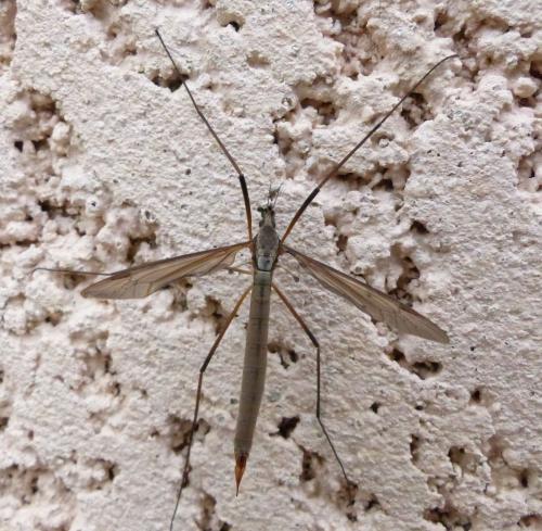 Tipula paludosa